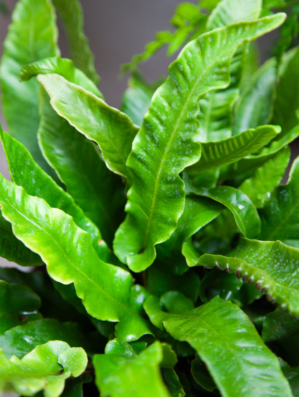 Hart's Tongue Fern